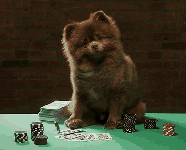 A very serious poker dog at the table